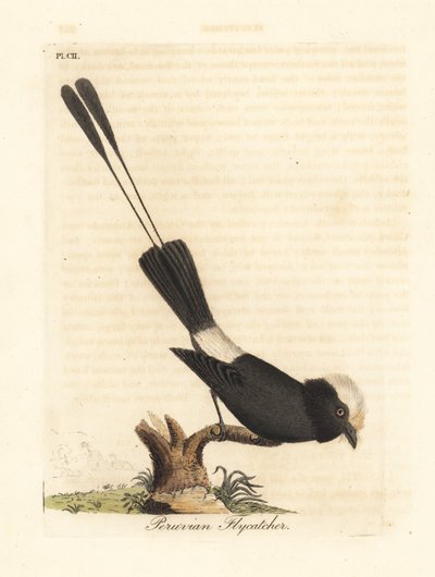 Langstaarttiran, Colonia colonus. Handgekleurde kopergravure getekend en gegraveerd door John Latham uit zijn eigen A General History of Birds, Winchester door John Latham