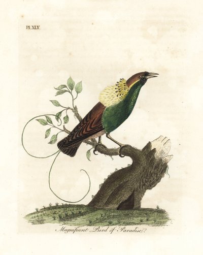 Magnifieke paradijsvogel, Diphyllodes magnificus (Paradisea magnifica). Handgekleurde koperplaat getekend en gegraveerd door John Latham uit zijn eigen A General History of Birds, Winchester door John Latham