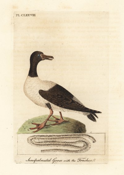 Ekstergans, Anseranas semipalmata, en anatomisch detail van zijn luchtpijp. (Halfgepalmeerde eend, Anas semipalmatus.) Handgekleurde koperplaat getekend en gegraveerd door John Latham uit zijn eigen A General History of Birds, Winchester door John Latham