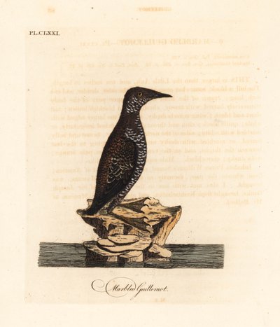 Gemarmerde alk, Brachyramphus marmoratus. Bedreigd. Handgekleurde kopergravure getekend en gegraveerd door John Latham uit zijn eigen A General History of Birds, Winchester door John Latham