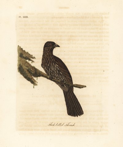 Nieuw-Zeeland Zuidereiland piopio, Turnagra capensis. Uitgestorven. (Dikbek lijster, Turdus crassirostris.) Handgekleurde koperplaat getekend en gegraveerd door John Latham uit zijn eigen A General History of Birds, Winchester door John Latham