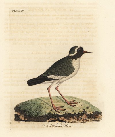 Nieuw-Zeelandse plevier, Charadrius obscure (Charadrius novae Zealandiae). Bedreigd. Handgekleurde koperplaat getekend en gegraveerd door John Latham uit zijn eigen A General History of Birds, Winchester door John Latham