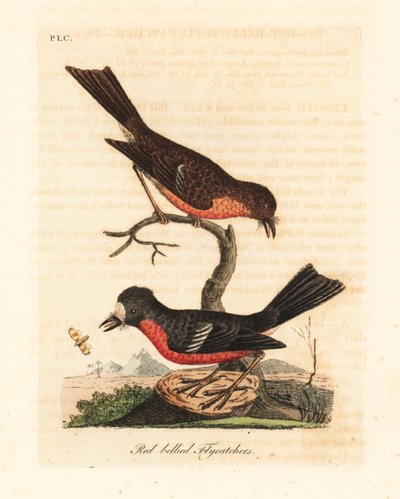 Norfolk Pacifische roodborst, Petroica multicolor multicolor. Handgekleurde koperplaat getekend en gegraveerd door John Latham uit zijn eigen A General History of Birds, Winchester door John Latham