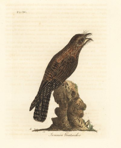 Noordelijke potoo, Nyctibius jamaicensis. Handgekleurde kopergravure getekend en gegraveerd door John Latham uit zijn eigen A General History of Birds, Winchester door John Latham