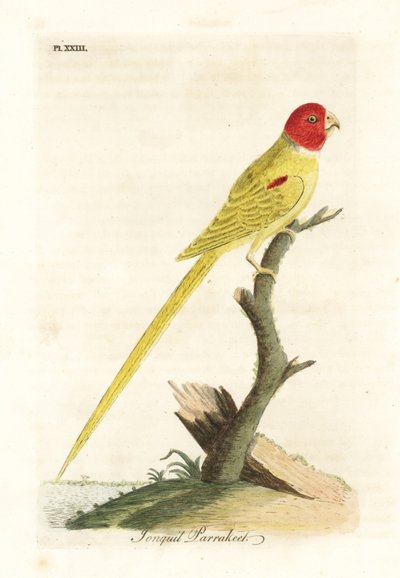 Olijfschouder papegaai of narcis papegaai, Aprosmictus daffodil. Handgekleurde koperplaat getekend en gegraveerd door John Latham uit zijn eigen A General History of Birds, Winchester door John Latham