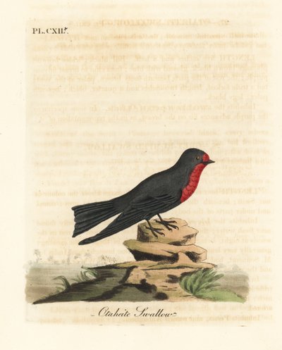 Pacifische Zwaluw, Hirundo tahitica (Otaheite zwaluw, Hirundo tahitiae). Handgekleurde koperplaat getekend en gegraveerd door John Latham uit zijn eigen A General History of Birds, Winchester door John Latham