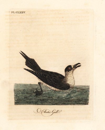 Kleine jager, Stercorarius parasiticus. Handgekleurde kopergravure getekend en gegraveerd door John Latham uit zijn eigen A General History of Birds, Winchester door John Latham