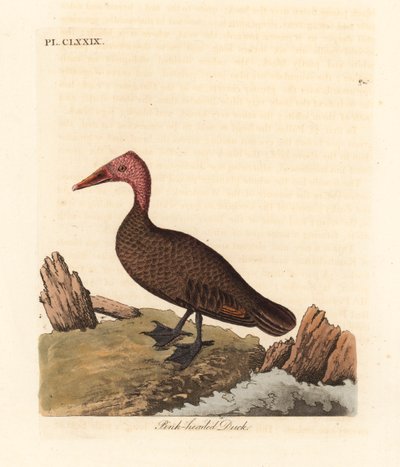 Rozehoofd eend, Rhodonessa caryophyllacea. Uitgestorven sinds de jaren 1950. Handgekleurde koperplaat getekend en gegraveerd door John Latham uit zijn eigen A General History of Birds, Winchester door John Latham