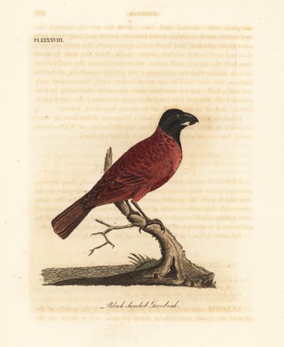 Rood-en-zwarte vink, Periporphyrus erythromelas. Bijna bedreigd. (Zwartkopvink, Loxia erythromelas.) Handgekleurde koperplaat getekend en gegraveerd door John Latham uit zijn eigen A General History of Birds, Winchester door John Latham
