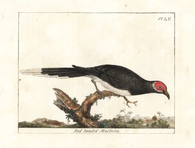 Roodkop malkoha, Phaenicophaeus pyrrhocephalus. Kwetsbaar. Handgekleurde koperplaat getekend en gegraveerd door John Latham uit zijn eigen A General History of Birds, Winchester door John Latham