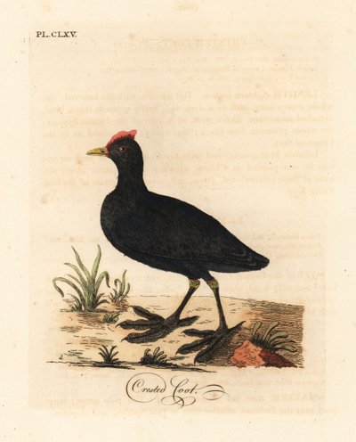 Roodknobbelige meerkoet of kuifmeerkoet, Fulica cristata. Handgekleurde koperplaat getekend en gegraveerd door John Latham uit zijn eigen A General History of Birds, Winchester door John Latham