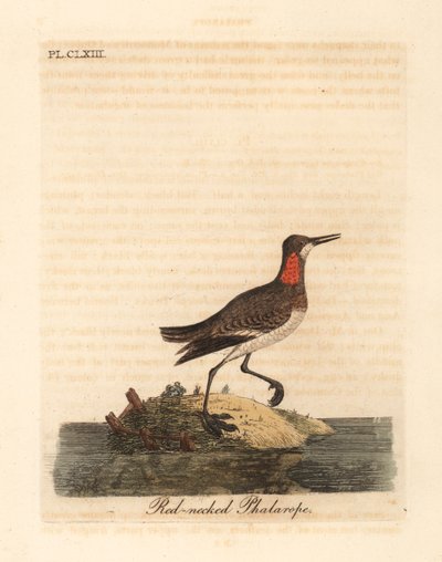 Roodnek phalarope, Phalaropus lobatus. Handgekleurde koperplaat getekend en gegraveerd door John Latham uit zijn eigen A General History of Birds, Winchester door John Latham