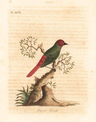 Roodkeel papegaai vinken, Eritrea psittacea. Handgekleurde koperplaat getekend en gegraveerd door John Latham uit zijn eigen A General History of Birds, Winchester door John Latham