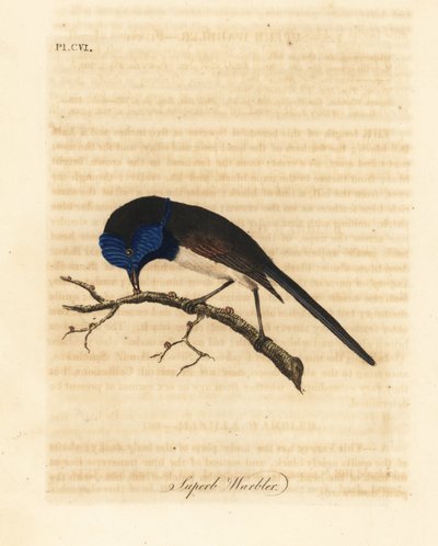 Roodvleugel elfje, Malurus elegans. Handgekleurde kopergravure getekend en gegraveerd door John Latham uit zijn eigen A General History of Birds, Winchester door John Latham