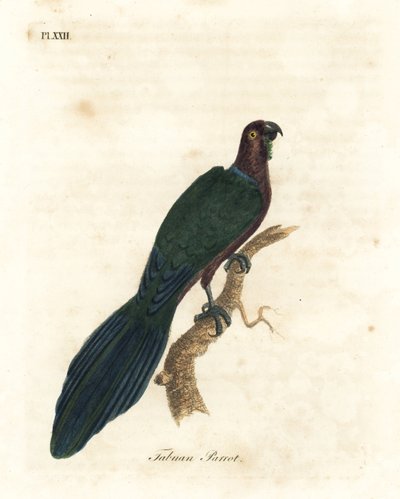 Rode glanspapegaai, Pyrrhulopsis tabuensis. Handgekleurde koperplaat getekend en gegraveerd door John Latham uit zijn eigen A General History of Birds, Winchester door John Latham
