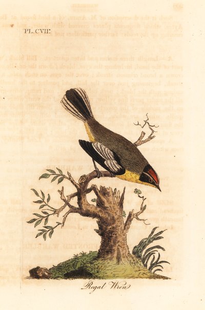 Koningswinterkoning. Onbekende soort winterkoning uit Zuid-Amerika, door Azara de Koning genoemd en gevonden in Buenos Aires. Handgekleurde koperplaat getekend en gegraveerd door John Latham uit zijn eigen A General History of Birds, Winchester door John Latham