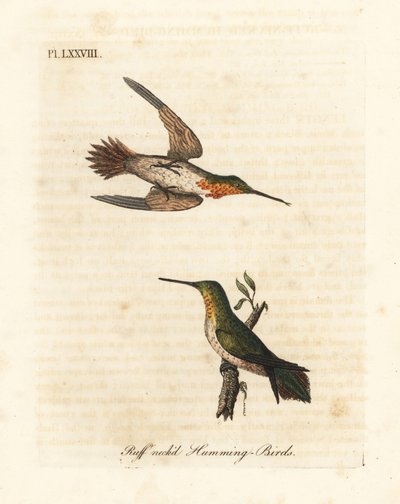 Roodkeelkolibrie, Selasphorus rufus. Mannetje en vrouwtje. Handgekleurde koperplaat getekend en gegraveerd door John Latham uit zijn eigen A General History of Birds, Winchester door John Latham