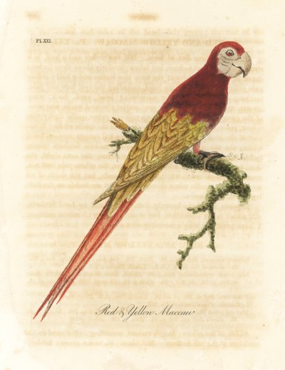 Rode ara, Ara macao (Rode en gele ara, Macrocercus aracanga). Handgekleurde koperplaat getekend en gegraveerd door John Latham uit zijn eigen A General History of Birds, Winchester door John Latham