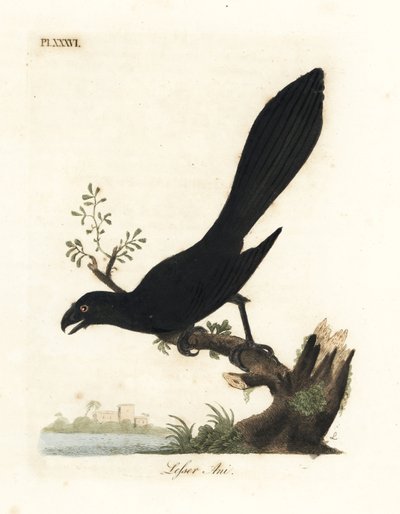 Gladbekani of Kleine Ani, Crotophaga ani. Handgekleurde koperplaat getekend en gegraveerd door John Latham uit zijn eigen A General History of Birds, Winchester door John Latham