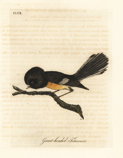 Zuidereiland tomit, Petroica macrocephala macrocephala. Handgekleurde kopergravure getekend en gegraveerd door John Latham uit zijn eigen A General History of Birds, Winchester door John Latham