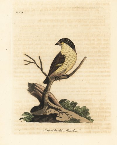 Gestreepte pardalote, Pardalotus striatus. Handgekleurde kopergravure getekend en gegraveerd door John Latham uit zijn eigen A General History of Birds, Winchester door John Latham