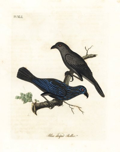 Gestreepte spreeuw, Aplonis striata. Handgekleurde koperplaat getekend en gegraveerd door John Latham uit zijn eigen A General History of Birds, Winchester door John Latham