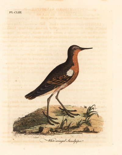 Tahitiaanse Strandloper, Prosobonia leucoptera. Uitgestorven. (Witvleugelstrandloper, Tringa leucoptera.) Handgekleurde koperplaat getekend en gegraveerd door John Latham uit zijn eigen A General History of Birds, Winchester door John Latham