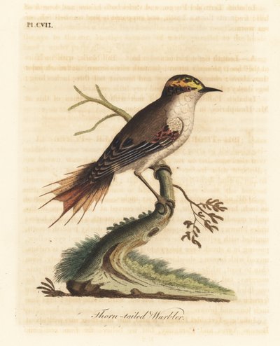 Doornstaart rayadito, Aphrastura spinicauda. Handgekleurde koperplaat getekend en gegraveerd door John Latham uit zijn eigen A General History of Birds, Winchester door John Latham