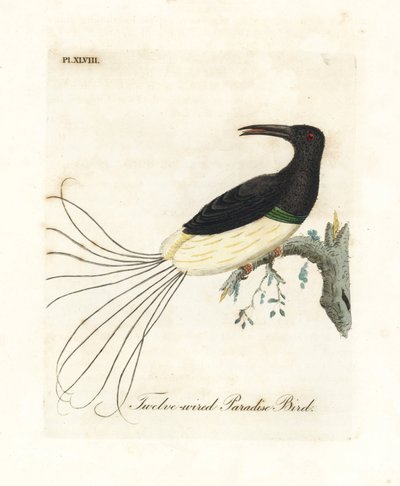 Twaalfdradige paradijsvogel, Seleucidis melanoleucus. Handgekleurde koperplaat getekend en gegraveerd door John Latham uit zijn eigen A General History of Birds, Winchester door John Latham