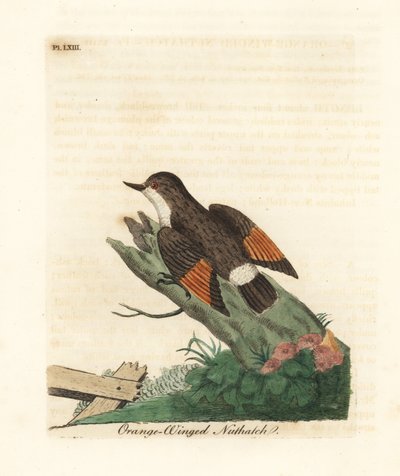 Gevarieerde sittella, Daphoenositta chrysoptera (Oranje-gevleugelde boomklever, Sitta chrysoptera). Handgekleurde koperplaat getekend en gegraveerd door John Latham uit zijn eigen A General History of Birds, Winchester door John Latham