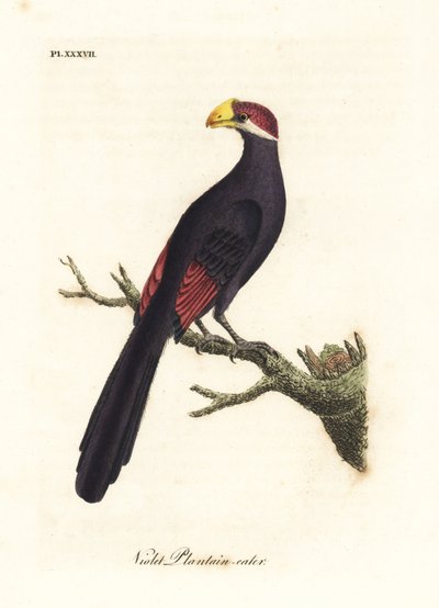 Violette toerako of violaceous plantain-eter, Musophaga violacea. Handgekleurde koperplaat getekend en gegraveerd door John Latham uit zijn eigen A General History of Birds, Winchester door John Latham