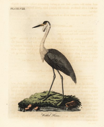 Lelkraanvogel, Bugeranus carunculatus. Kwetsbaar. (Lelreiger, Ardea carunculata.) Handgekleurde koperplaat getekend en gegraveerd door John Latham uit zijn eigen A General History of Birds, Winchester door John Latham