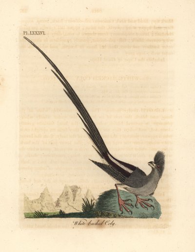 Witrugmuisvogel, Colius colius (Witrug coly, Colius leuconotus). Handgekleurde koperplaat getekend en gegraveerd door John Latham uit zijn eigen A General History of Birds, Winchester door John Latham