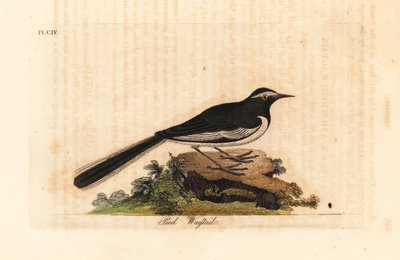 Witte wenkbrauwkwikstaart, Motacilla maderaspatensis. Handgekleurde kopergravure getekend en gegraveerd door John Latham uit zijn eigen A General History of Birds, Winchester door John Latham