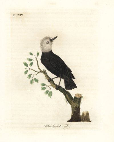 Witkop moeras tyran, Arundinicola leucocephala (Witkop tody, Todus leucocephalus). Handgekleurde koperplaat getekend en gegraveerd door John Latham uit zijn eigen A General History of Birds, Winchester door John Latham