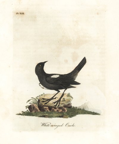 Witgeschouderde tangara, Tachyphonus luctuosus. Handgekleurde koperplaat getekend en gegraveerd door John Latham uit zijn eigen A General History of Birds, Winchester door John Latham
