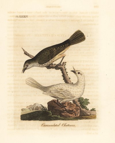 Witte klokkendief, Procnias albus, mannetje en vrouwtje (Karnukkelige babbelaar, Ampelis carunculata). Handgekleurde koperplaat getekend en gegraveerd door John Latham uit zijn eigen A General History of Birds, Winchester door John Latham