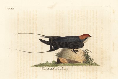 Draadstaartzwaluw, Hirundo smithii. Handgekleurde kopergravure getekend en gegraveerd door John Latham uit zijn eigen A General History of Birds, Winchester door John Latham