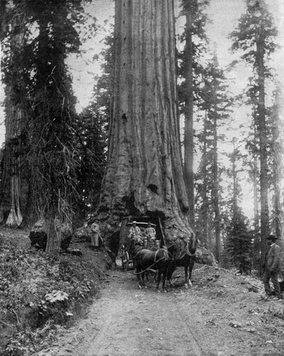 Grote boom (sequoia): de "wawona" in Mariposa Grove in Californië (zwart-wit foto) door John Lawson Stoddard