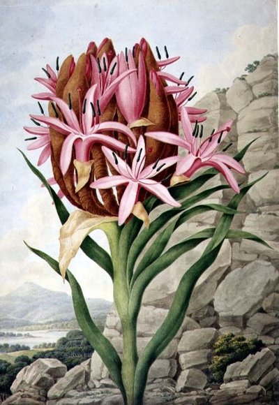 Sperenlelie (Doryanthes excellsa) door John Lindley