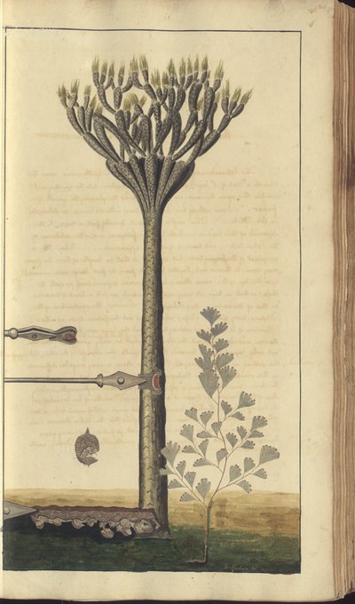 Een pagina uit de 