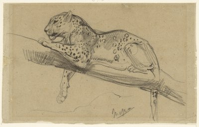 Studie van een luipaard, liggend op een tak door John Macallan Swan