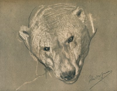 Studie van een ijsberenhoofd, ca. 1901 door John Macallan Swan