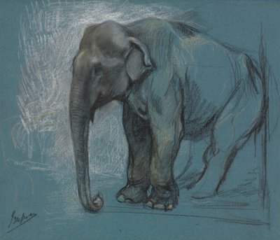 Studie van een Olifant door John Macallan Swan