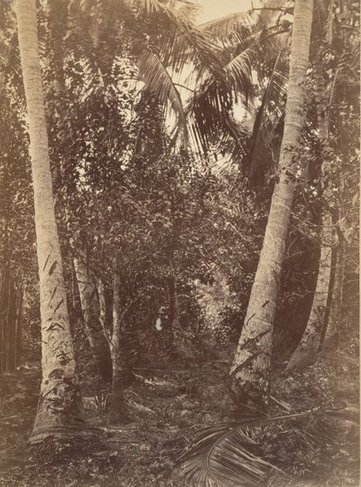 Tropisch landschap, bos nabij Turbo, 1871 door John Moran