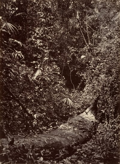 Tropisch landschap, tropisch bos, 1871 door John Moran