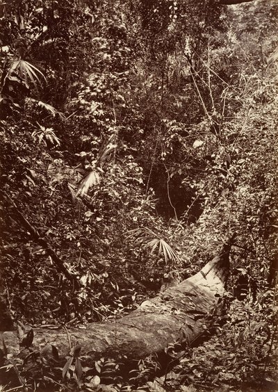 Tropisch landschap, tropisch bos door John Moran