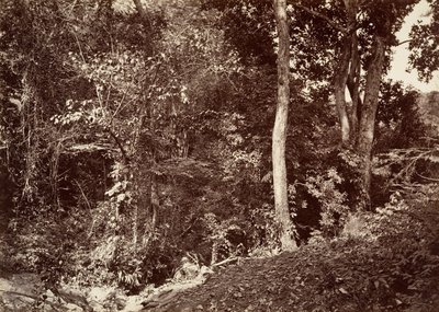 Tropisch Landschap, Uitzicht nabij Chipigana, 1871 door John Moran