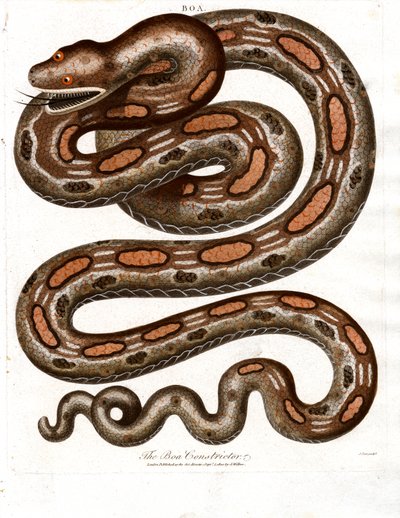 Boa Constrictor door John Pass
