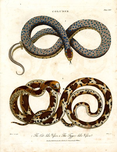 Katachtige en tijgerachtige adders (Coluber) door John Pass